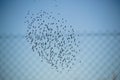 A Flock of Birds Flying in Front of a Mesh Pattern, Berlin Royalty Free Stock Photo