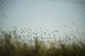 A Flock of Birds Flying in the Berlin Sky Royalty Free Stock Photo