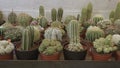 Cactus and succulent plants shop