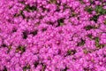 Hundreds of small pink daisies Royalty Free Stock Photo