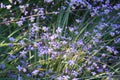 Hundreds of small purple flowers Royalty Free Stock Photo