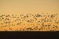 Hundreds of snow geese fly over the Bosque del Apache National Wildlife Refuge at sunrise, near San Antonio and Socorro, New Royalty Free Stock Photo