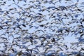 Hundreds Snow Geese Taking Off Flying Washington Royalty Free Stock Photo