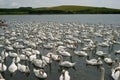 Hundreds of swans Royalty Free Stock Photo