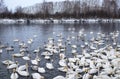 Hundreds of swans winter on Lake Svetloe, Russia, Altai Territory, Urozhaynoye village Royalty Free Stock Photo