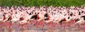 Hundreds of thousands of flamingos on the lake. Kenya. Africa. Lake Bogoria National Reserve. Royalty Free Stock Photo