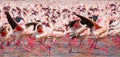 Hundreds of thousands of flamingos on the lake. Kenya. Africa. Lake Bogoria National Reserve. Royalty Free Stock Photo