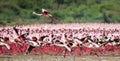 Hundreds of thousands of flamingos on the lake. Kenya. Africa. Lake Bogoria National Reserve. Royalty Free Stock Photo