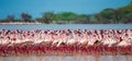 Hundreds of thousands of flamingos on the lake. Kenya. Africa. Lake Bogoria National Reserve. Royalty Free Stock Photo