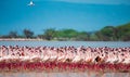 Hundreds of thousands of flamingos on the lake. Kenya. Africa. Lake Bogoria National Reserve. Royalty Free Stock Photo