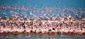 Hundreds of thousands of flamingos on the lake. Kenya. Africa. Lake Bogoria National Reserve. Royalty Free Stock Photo