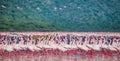 Hundreds of thousands of flamingos on the lake. Kenya. Africa. Lake Bogoria National Reserve. Royalty Free Stock Photo