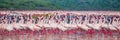 Hundreds of thousands of flamingos on the lake. Kenya. Africa. Lake Bogoria National Reserve. Royalty Free Stock Photo