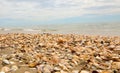 hundreds of thousands of shells on the seashore Royalty Free Stock Photo