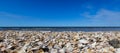 hundreds of thousands of shells on the seashore Royalty Free Stock Photo