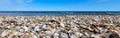 hundreds of thousands of shells on the seashore Royalty Free Stock Photo