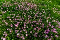Hundreds of Very Pink Primrose Wildflowers in Texas. Royalty Free Stock Photo