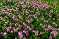 Hundreds of Very Pink Primrose Wildflowers in Texas Royalty Free Stock Photo