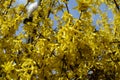 Hundreds of yellow flowers of forsythia against blue sky in March Royalty Free Stock Photo