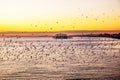 Hundres of starling flyin in formation at sunset infront of west pier Brighton Royalty Free Stock Photo