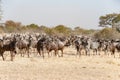 Wildebeests and Zebras at great migration time in Serengeti, Africa, hundrets of wildebeests together