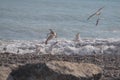 Hundrets of flying gulls at The Black Sea Batumi. Swarm of sea gulls flying close to the beach in sunny weather