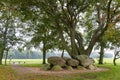 Hunebed in Drenthe The Netherlands Royalty Free Stock Photo