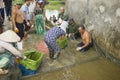 Hung Yen, Vietnam - July 26, 2015: People collect fish for weight after catching in pond before delivering to market