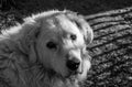 Hungarian adult male Kuvasz portrait shot in harsh sunlight