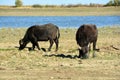 Hungarian brown buffallo at HortobÃ¡gy National park