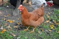 Hungarian brown hen close. Royalty Free Stock Photo
