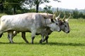 Hungarian bullock cart