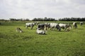 Hungarian Cattle Royalty Free Stock Photo