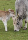 A Hungarian cow with her calf in the meadow. Royalty Free Stock Photo