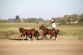 Hungarian csikos in traditional folk costume showing his trained five horses Royalty Free Stock Photo