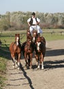 Hungarian csikos in traditional folk costume showing his trained five horses Royalty Free Stock Photo