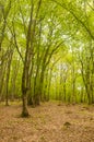 Hungarian green forest in spring
