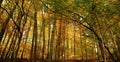 Hungarian forest and slim trees.