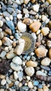 Hungarian forint coin lies on small stones Royalty Free Stock Photo