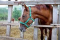 Hungarian gidran horse eating hay in the stable Royalty Free Stock Photo