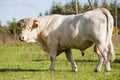 Hungarian gray cattle bull Royalty Free Stock Photo