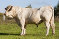 Hungarian gray cattle bull Royalty Free Stock Photo