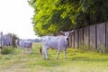 Hungarian gray cattle in the field. Royalty Free Stock Photo