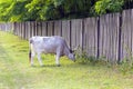 Hungarian gray cattle in the field. Royalty Free Stock Photo