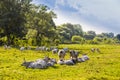 Hungarian gray cattle in the field. Royalty Free Stock Photo