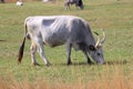 Hungarian gray cattle Royalty Free Stock Photo