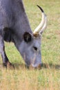 Hungarian gray cattle Royalty Free Stock Photo