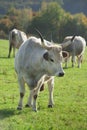 Hungarian gray cattle Royalty Free Stock Photo