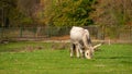 Hungarian gray cow graze on floral spring pasture Royalty Free Stock Photo