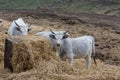 Hungarian gray cows Royalty Free Stock Photo